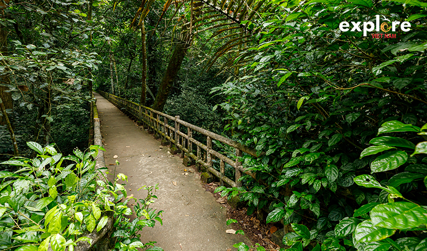 Cuc-Phuong-Nation-Park